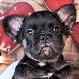 Girl 4 - Courage - Black and tan female French Bulldog puppy in Elberton, Georgia from Ioney's Southern Paws Shelties, Frenchies, and Yorkies