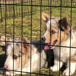 American Corgis and Pembroke Welsh Corgis from Enchanted Corgis