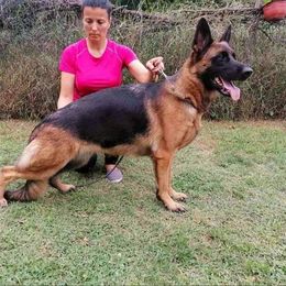 Mamba - German Shepherd