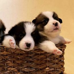 Pembroke Welsh Corgis from Thistle Bee Awesome Corgi's