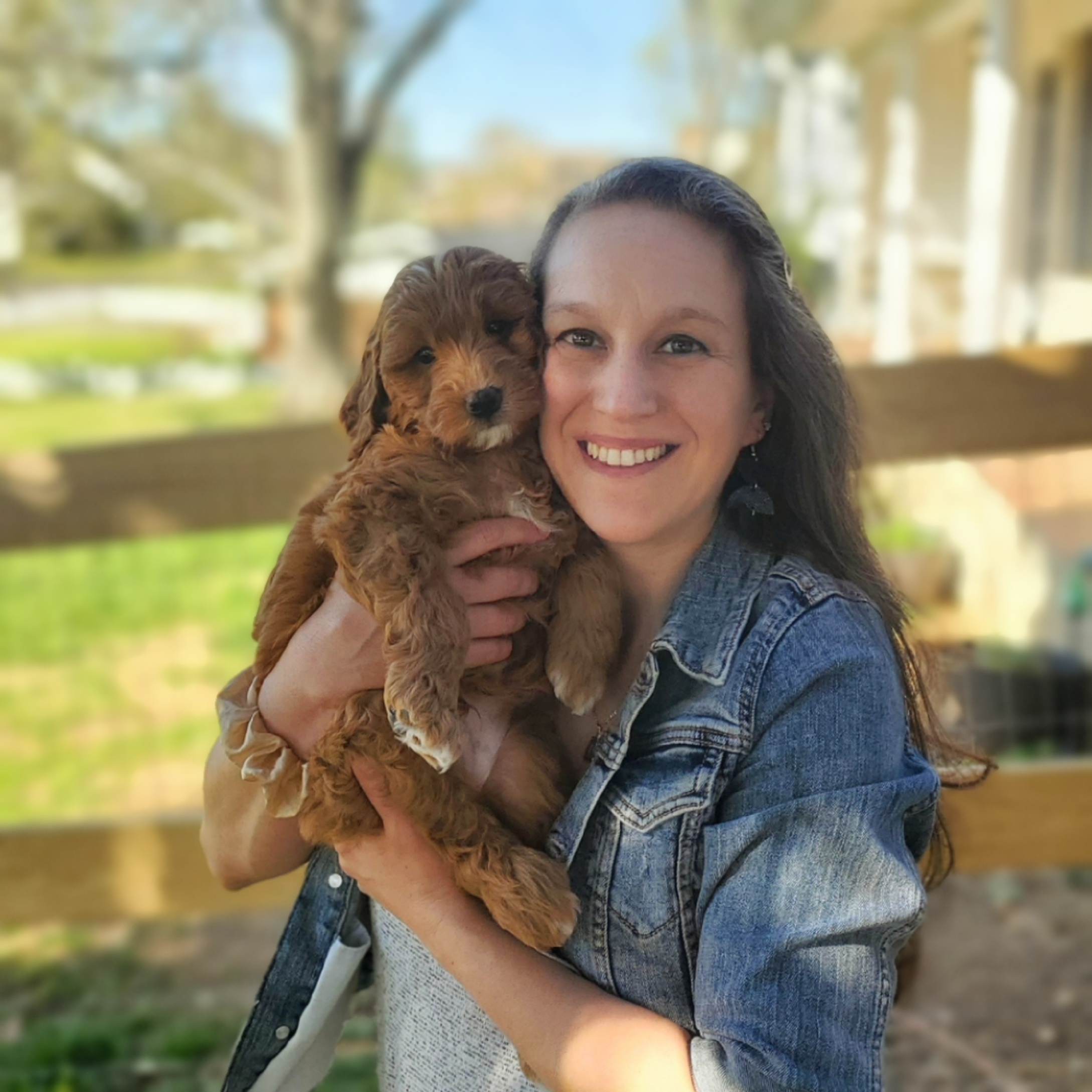 Goldendoodle Puppies from Edgewater Doodles