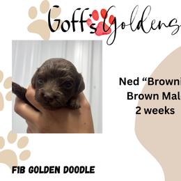 Ned - Chocolate male Goldendoodle puppy in Falls City, Nebraska from Goff’s Goldens