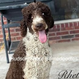 Ella - Bernedoodle