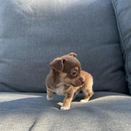 Cable - Chocolate and tan male Chihuahua puppy in Alvord, Texas from Gift of Gods Favor