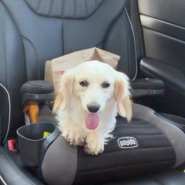 Arlo - Cream male Dachshund puppy in Martinsville, Virginia from Martin’s Doxies
