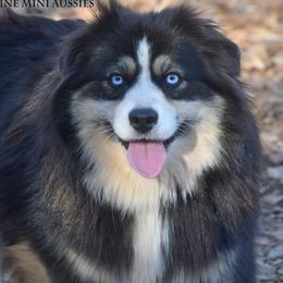 Jersey - Miniature Australian Shepherd
