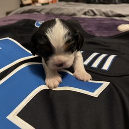 Marjorie - Tri-color female Cavalier King Charles Spaniel puppy in Taylor, Michigan from Shannon's Cavalier King Charles Spaniels
