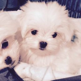 Maltese from Sandra Grizzell