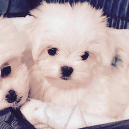 Maltese from Sandra Grizzell