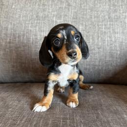 Sky - Dapple female Dachshund puppy in Tonopah, Arizona from Brandie's Dachshunds