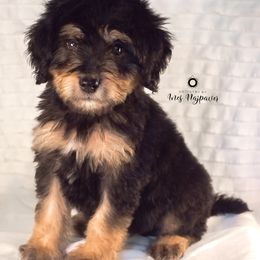Bernedoodle and Aussiedoodle Puppies from Lillybee