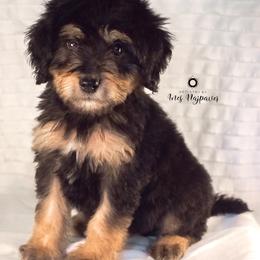 Bernedoodle and Aussiedoodle Puppies from Lillybee
