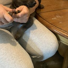 German Shepherd Puppies from Devon Rugerio's German Shepherds