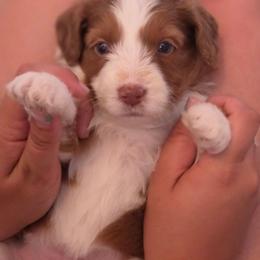Churro - Brown and white female Aussiedoodle puppy in Lithia, Florida from Waterford Doodle Farm