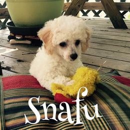 Poodle Puppies from My Little Poodle