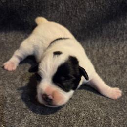 Everest - Parti female Miniature Schnauzer puppy in Elgin, Iowa from Firefly Stables