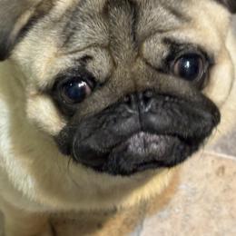 Koa - Fawn male Pug puppy in Altoona, Pennsylvania from Ivyside Pugs