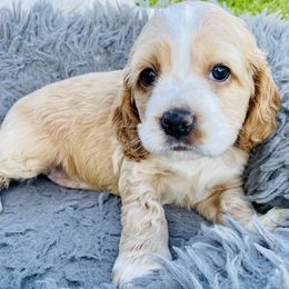 Rosie - Brown and white female Cocker Spaniel puppy in Irvine, California from Cocker Spaniels