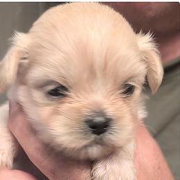 Joey - Cream male Lhasa Apso puppy in Fort Worth, Texas from Cynthia's Lhasa Apsos