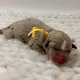 Yellow Collar - Red merle female Australian Shepherd puppy in San Marcos, California from Faith Family Freedom Farm