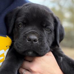 Gray - Black male Cane Corso puppy in Opelousas, Louisiana from Azelees Cane Corso