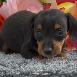 Nina - Black and tan female Dachshund puppy in Desloge, Missouri from Snows Doxies