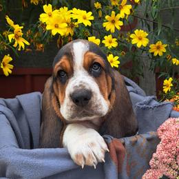 Basset Hound and Beagle Puppies from Orange Mountain Basset Hounds & Beagles
