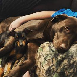 Miniature Pinscher All Grown Up from Waldron Family Min Pins