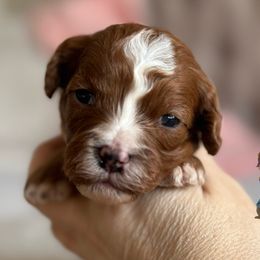 Girl 2- Jeanette - Cavapoo puppy from By Design Doodles