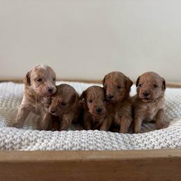 Male Puppy 2 - Apricot male Goldendoodle puppy in Modesto, California from Central Valley Canine Companions
