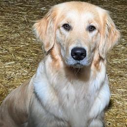 Lola - Golden Retriever
