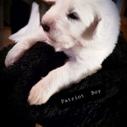Great Pyrenees Puppies from Rusty Horse Ranch Great Pyrenees