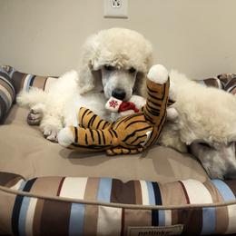 Poodle Puppies from D and D Standard Poodles