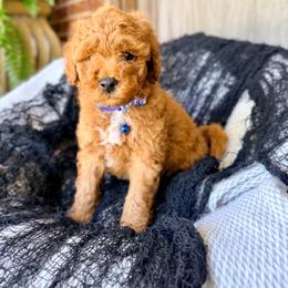 Boy 2 - Red  male Goldendoodle puppy in Philadelphia, Mississippi from Oakie Doodles