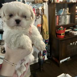 Shih Tzu Puppies from Steps Preppy Pups