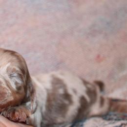ARMANI Isabella tan boy - Fawn (isabella) and tan male Dachshund puppy in Stockton, California from Wiggles & Wags Dachshund's
