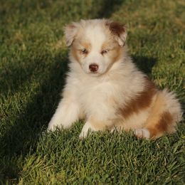Out West Aussies breeder of Australian Shepherd