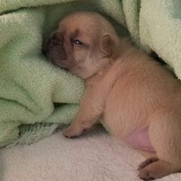 French Bulldog and Labrador Retriever Puppies from 888 Frenchies