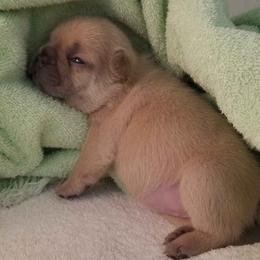 French Bulldog and Labrador Retriever Puppies from 888 Frenchies