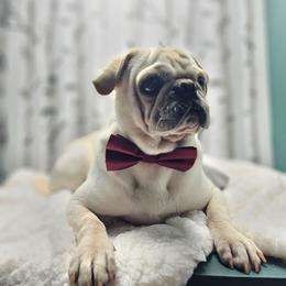 Casper - White male Pug puppy in Kodak, Tennessee from My Princess Pugs