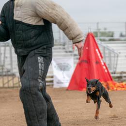 Doberman Pinschers from High Mark Dobermans