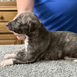 Girl One - Fawn brindle female Whippet puppy in Williamsport, Pennsylvania from Willowisp Whippets
