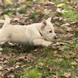 Scottish Terrier Puppies from Capstone Scottish Terriers