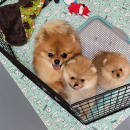 Pomeranian Puppies from Gypsy Poms
