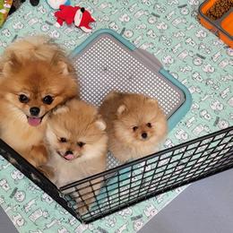 Pomeranian Puppies from Gypsy Poms