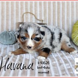 Havana - Blue merle female Miniature Australian Shepherd puppy in Madisonville, Texas from Flying LL Aussies