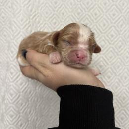Wynn - Blenheim female Cavalier King Charles Spaniel puppy in Feasterville Trevose, Pennsylvania from HMH’s Maltipoos & Cavaliers