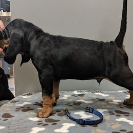 Black and Tan Coonhound and Bracco Italiano Puppies from Old Soul Black & Tan Coonhounds