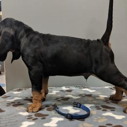 Black and Tan Coonhound and Bracco Italiano Puppies from Old Soul Black & Tan Coonhounds