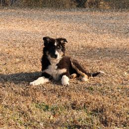 Vance - Tri-color male Border Collie puppy in Cedartown, Georgia from Ferguson Border Collies